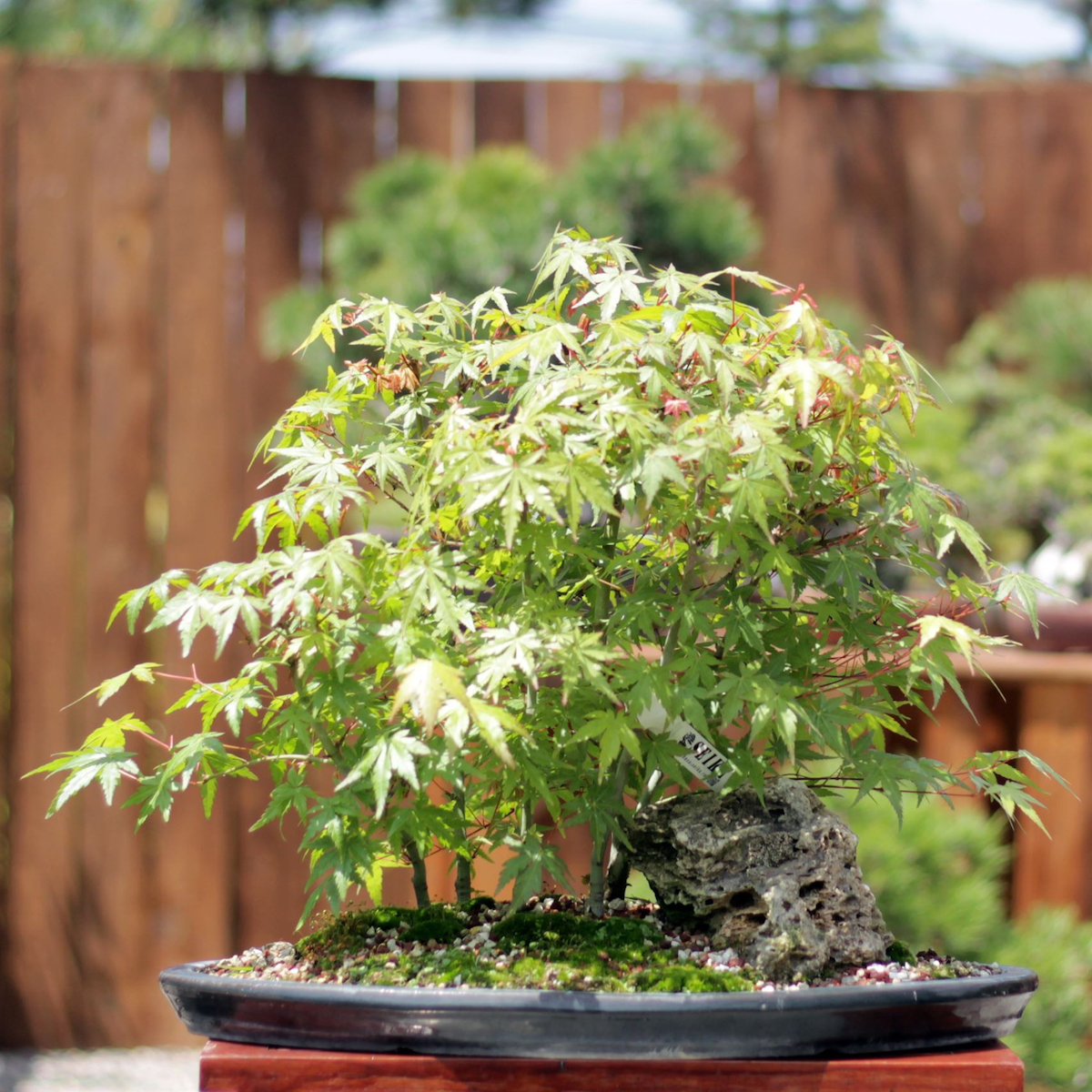 Japon Akçaağacı Bonsai Ormanı No.48