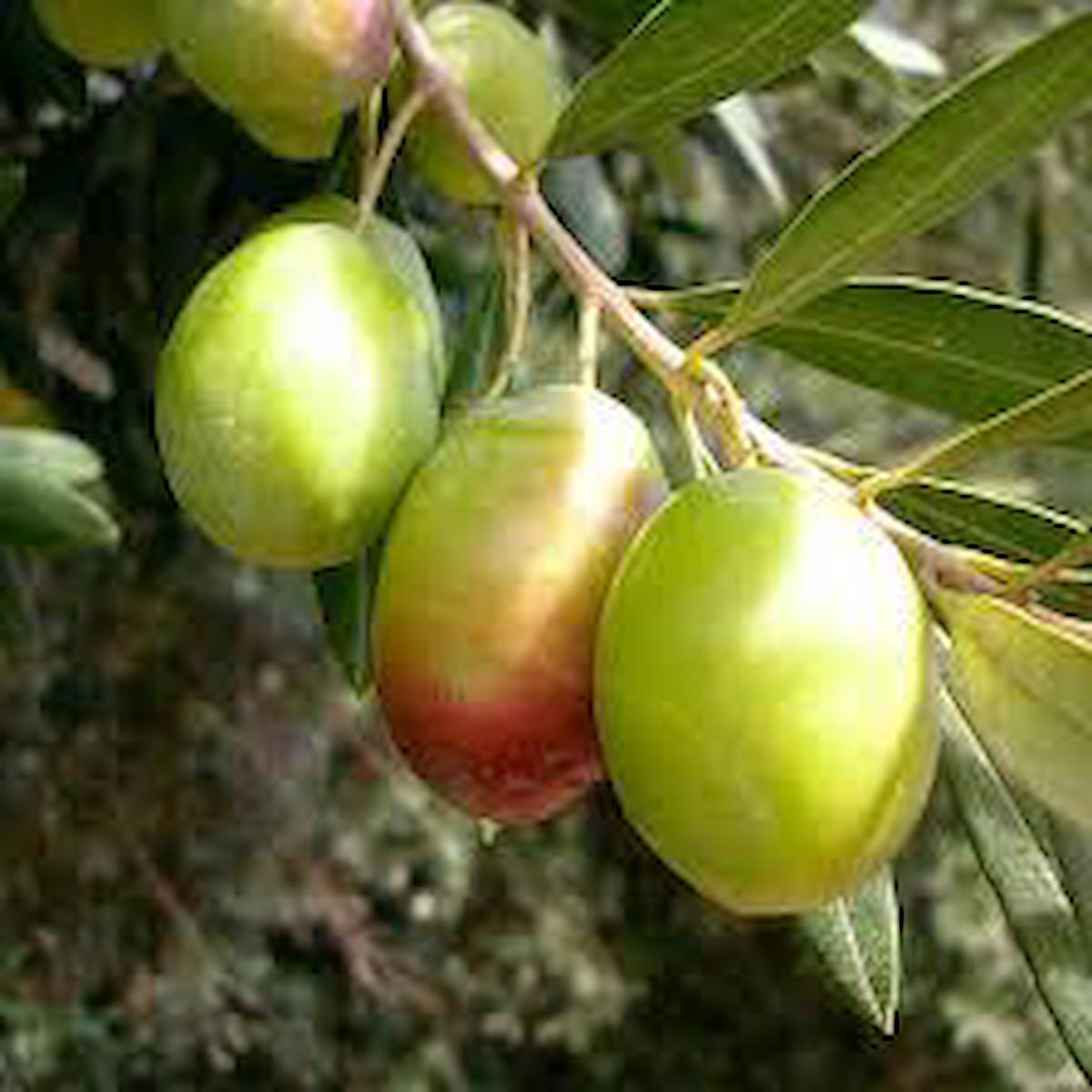 Domat Zeytin Fidanı