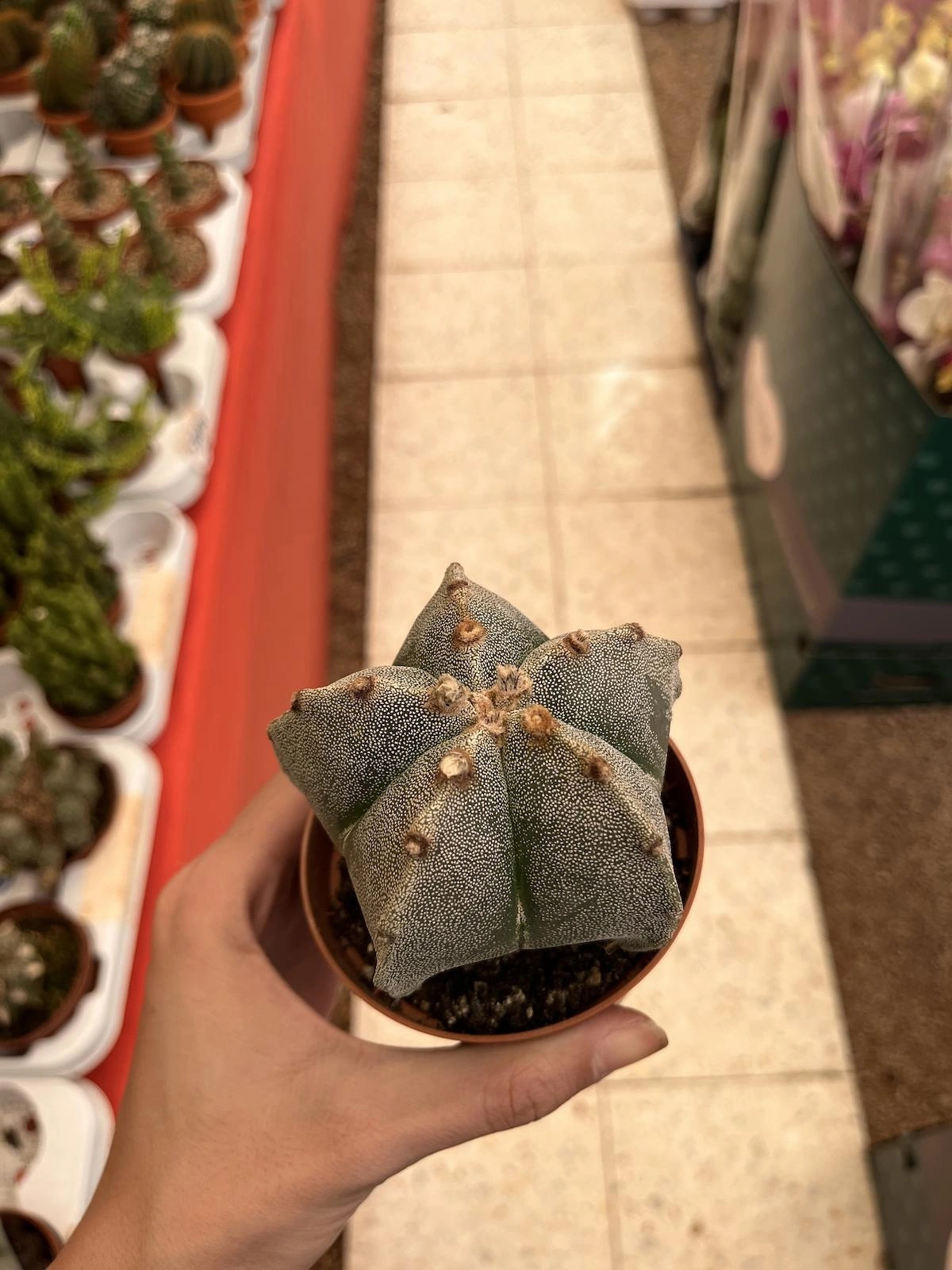 astrophytum myriostigma (papaz takkesi kaktüsü) CACTÜS 