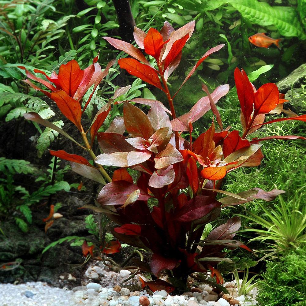 Ludwigia Repens (Gül) 5 Dal Kusursuz Form Akvaryum Bitkisi Canlı Bitki