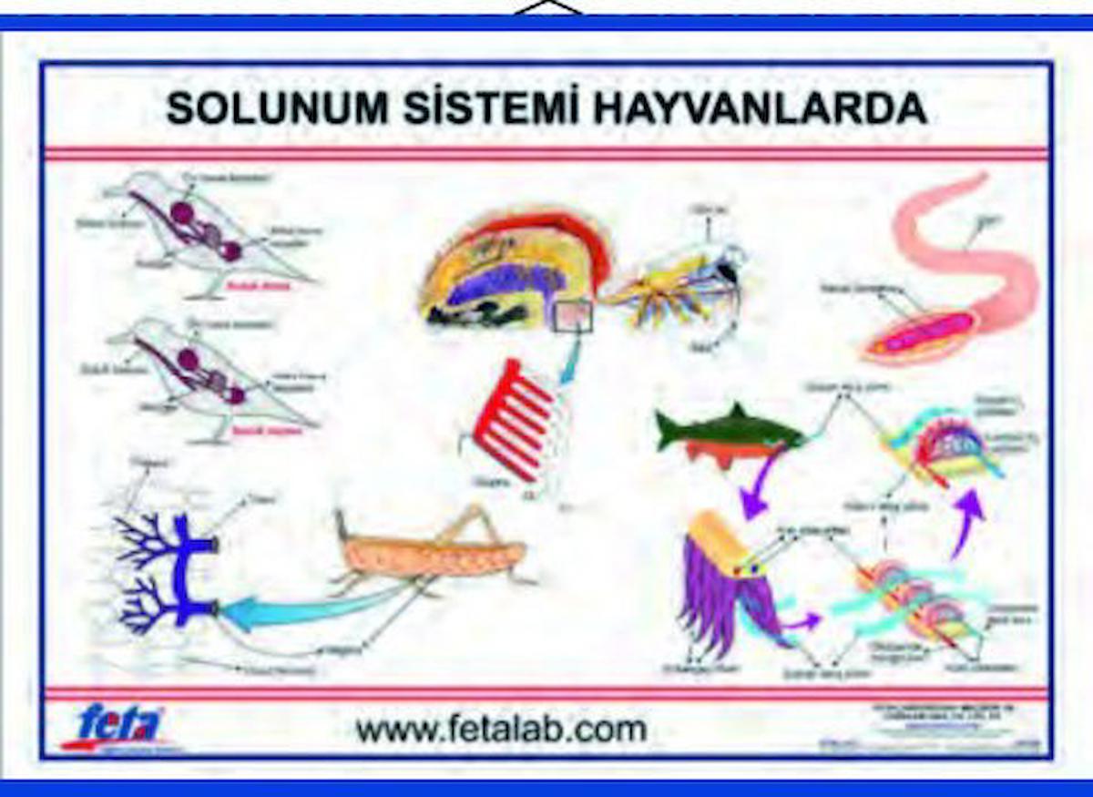 SOLUNUM SİSTEMİ LEVHASI (HAYVANLARDA)