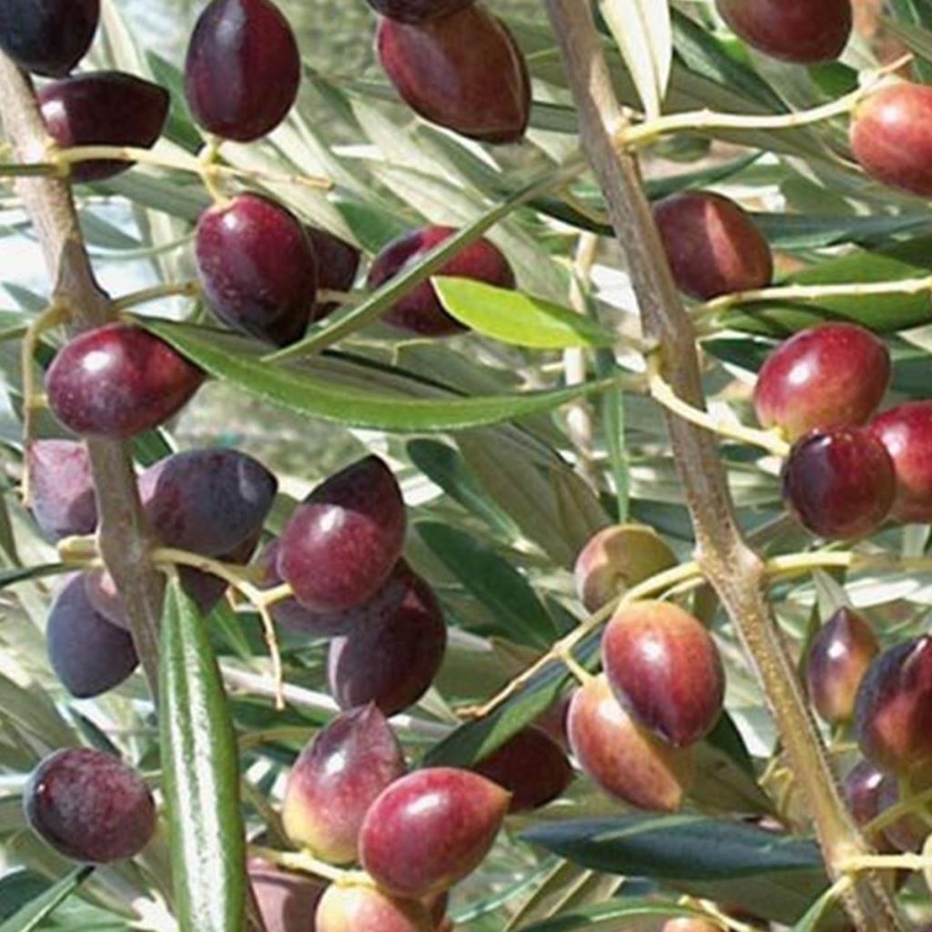 Tüplü Manzalina Zeytin Fidanı