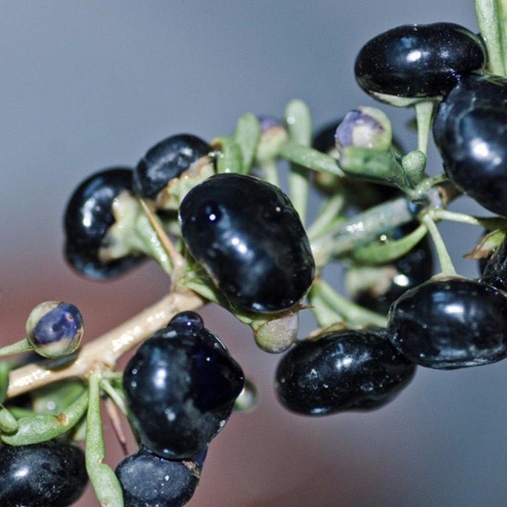 Tüplü Özel Ürün Aromatik Siyah Goji Berry Fidanı Sınırlı Stok