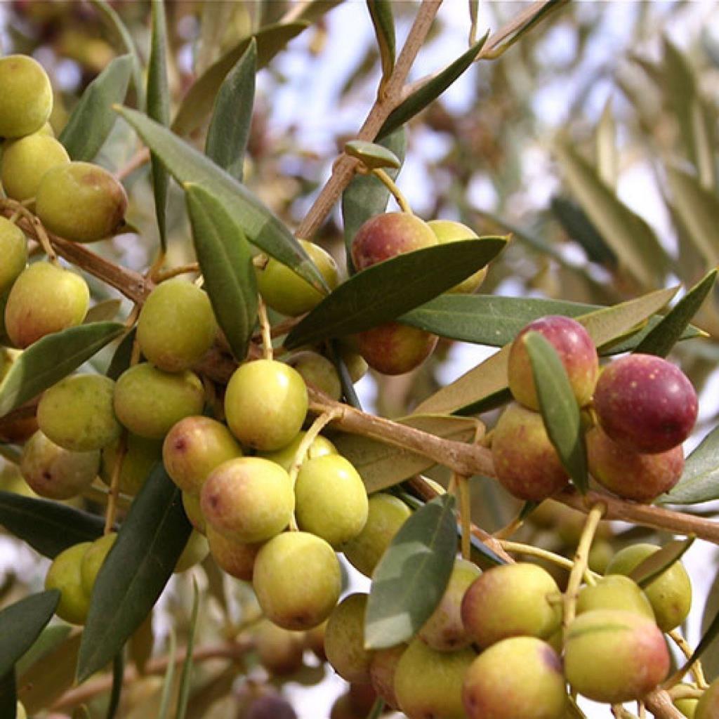 Tüplü Yağlık Verimli Bodur Arbequina Zeytin Fidanı (1 Yaş)