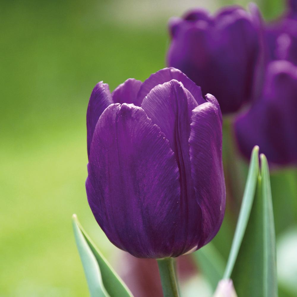 Purple Flag Lale Soğanı (5 adet)