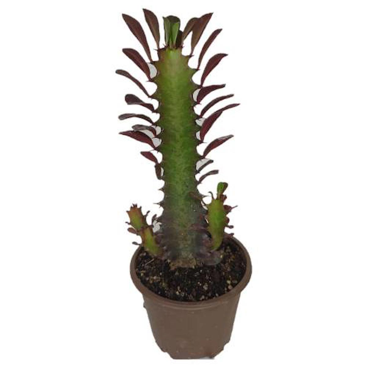 Euphorbia Trigona Rubra Kaktüs Kırmızı Süt Ağacı 1 lt sak sı içinde