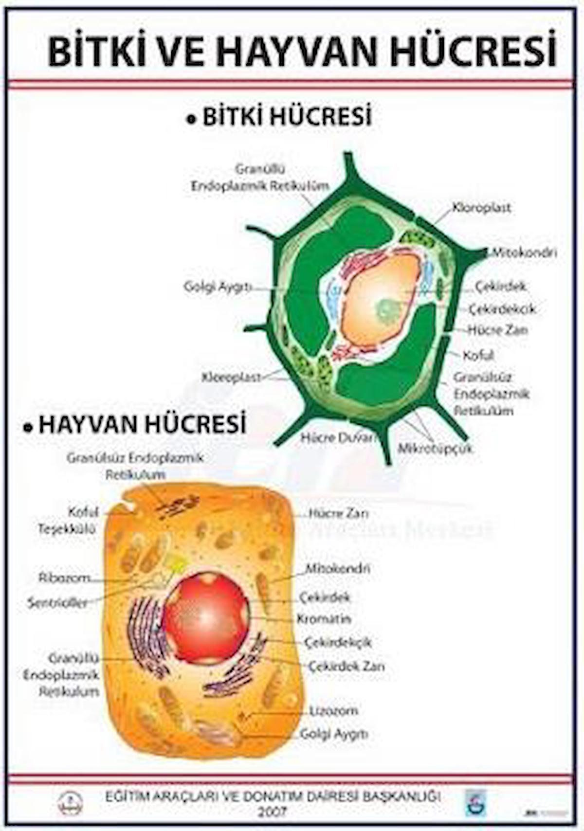 BİTKİ VE HAYVAN HÜCRESİ LEVHASI