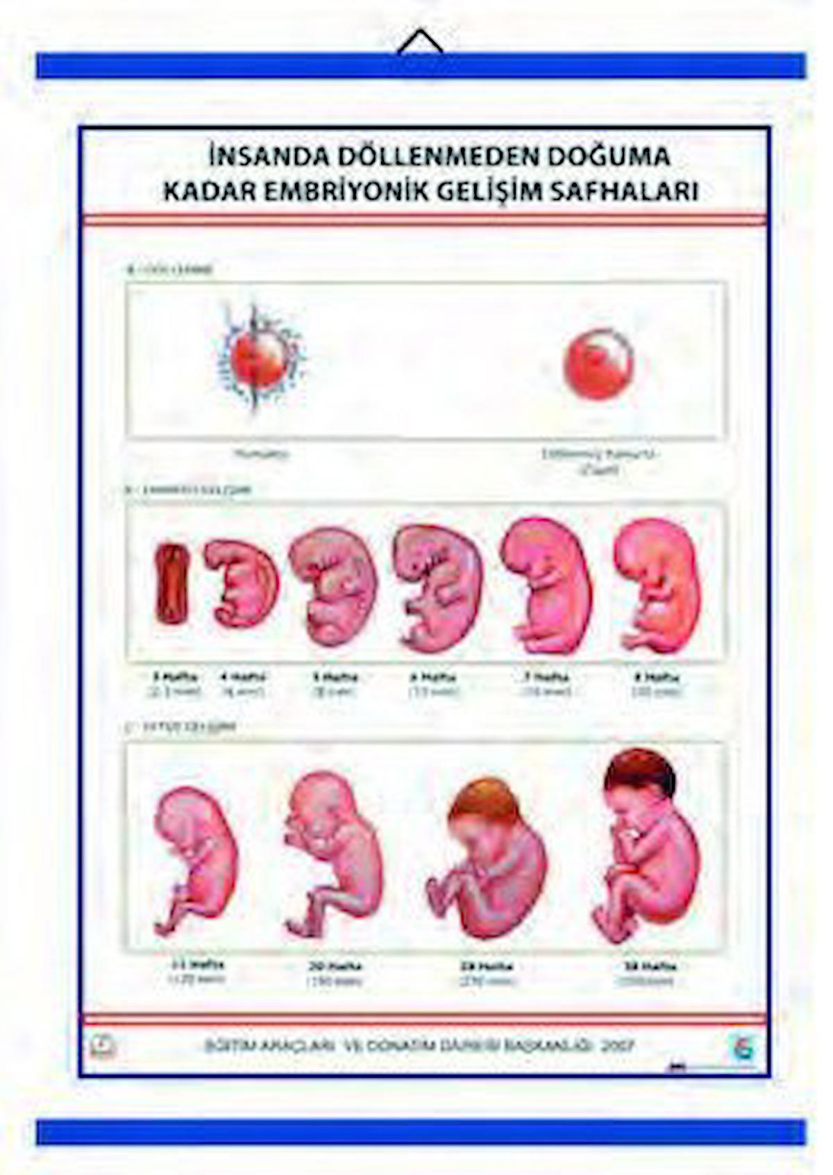 İNSANDA DÖLLENMEDEN DOĞUMA EMBRİYONİK GEL. SAFH. LEV.