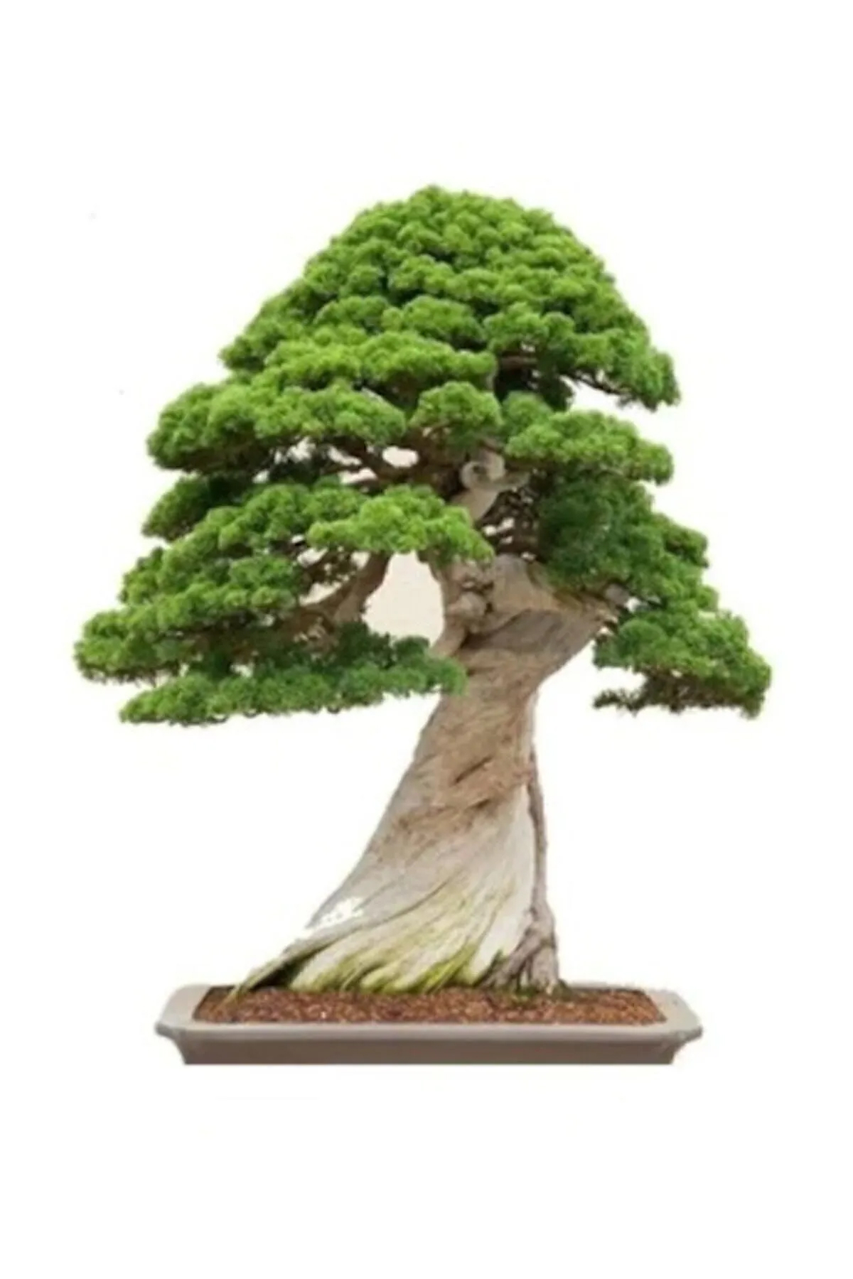 Tohumculuk Okaliptüs Bonzai Ağacı Tohumu 5 Adet Bonsai Ağacı Tohumu