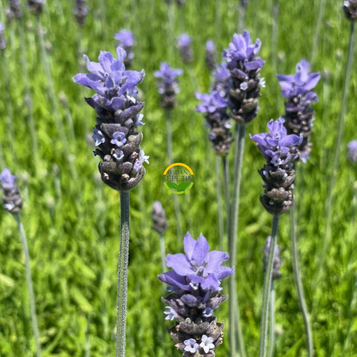 Fransız Lavanta Fidesi 'Lavandula Dentata' 3 Adet