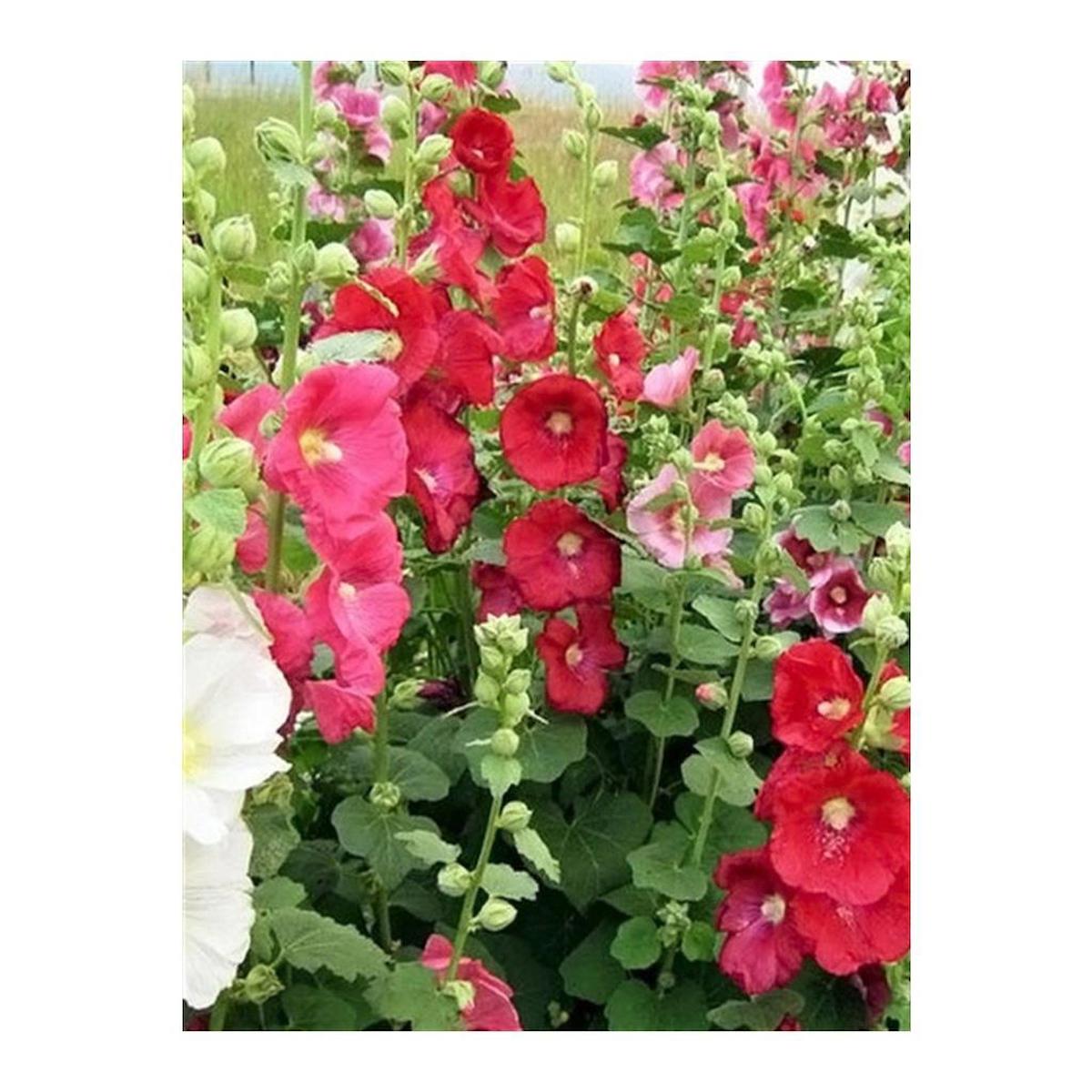 Gül Hatmi Çiçeği Tohumu Althara Officinalis 50 Adet Rose Marshmallow Seed