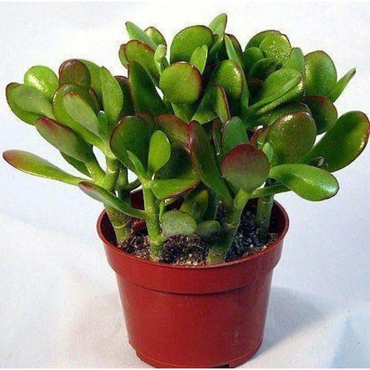 Crassula Ovata Para Çiçeği Para Ağacı Yerli Üretim 10,5 cm Saksı Ev Bitkisi