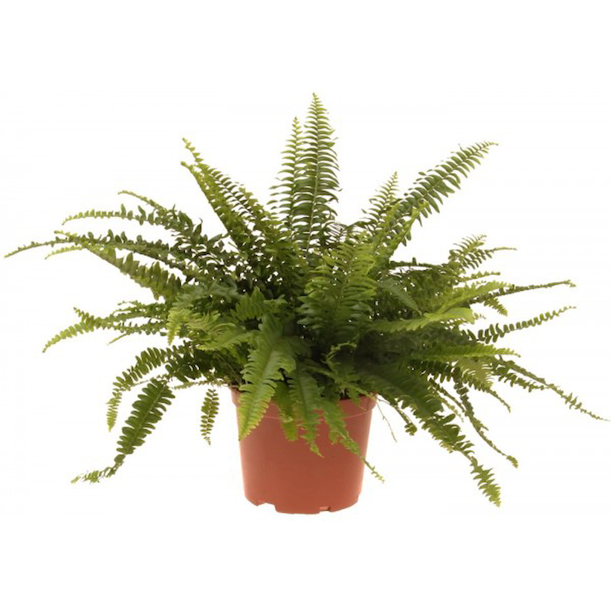 Aşk Merdiveni - Nephrolepis Bitkisi (12 Cm Saksıda)