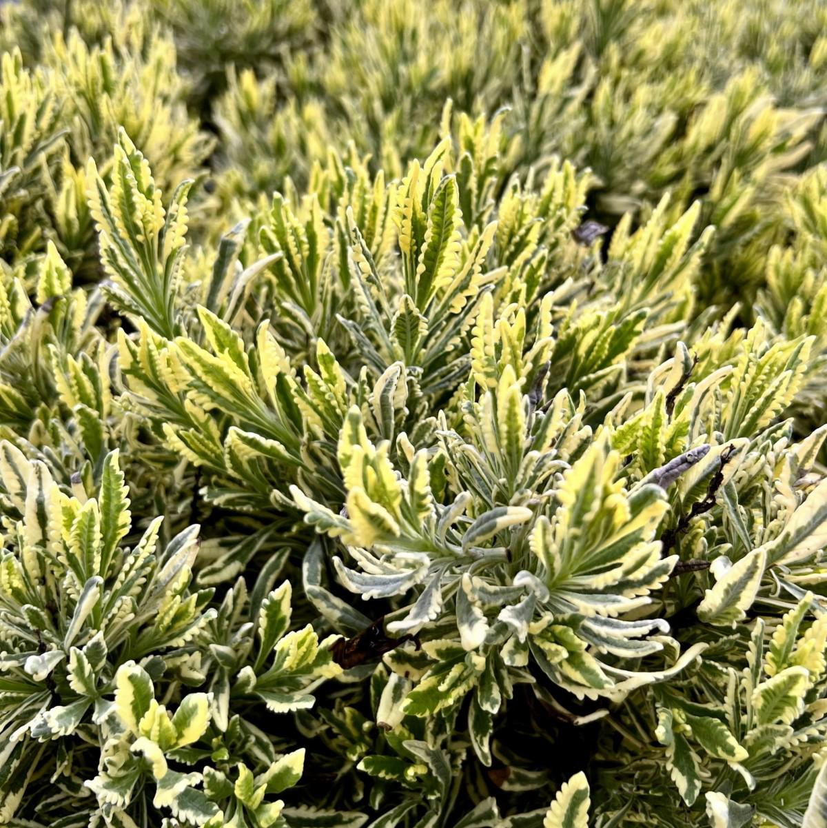 Karabaş Otu Fidesi 'Lavandula Variegata' 3 Adet