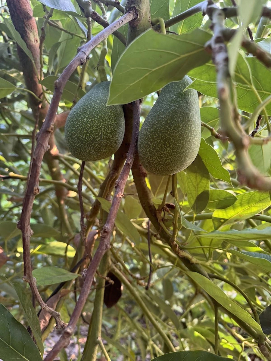 AvoGarden Taze Avokado 5'li Paket - 200 - 250 gr Arası