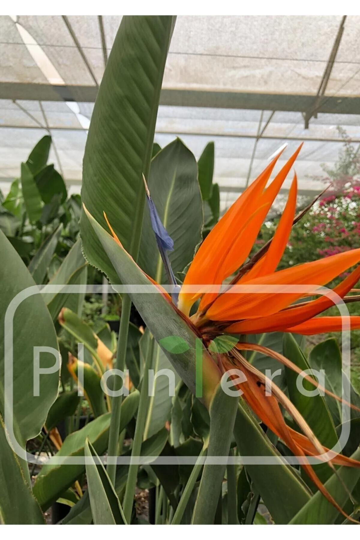 Starliçe - Strelitzia Reginae- 50-60 Cm - Cennet Kuşu Bitkisi