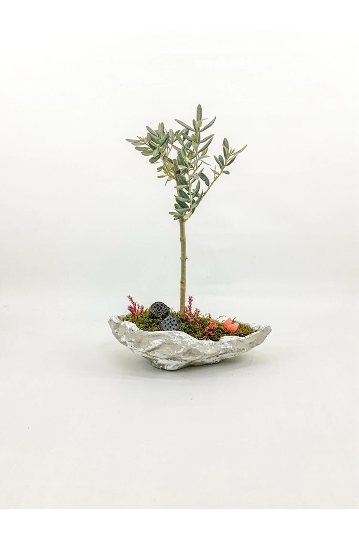 Beton Kaya Saksıda Zeytin Bonsai