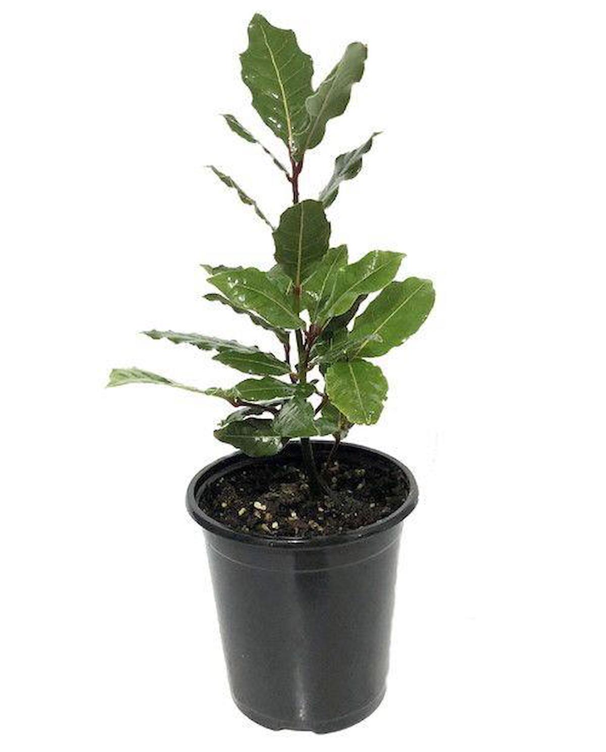 Defne Fidanı 30 - 40 Cm Laurus Nobilis