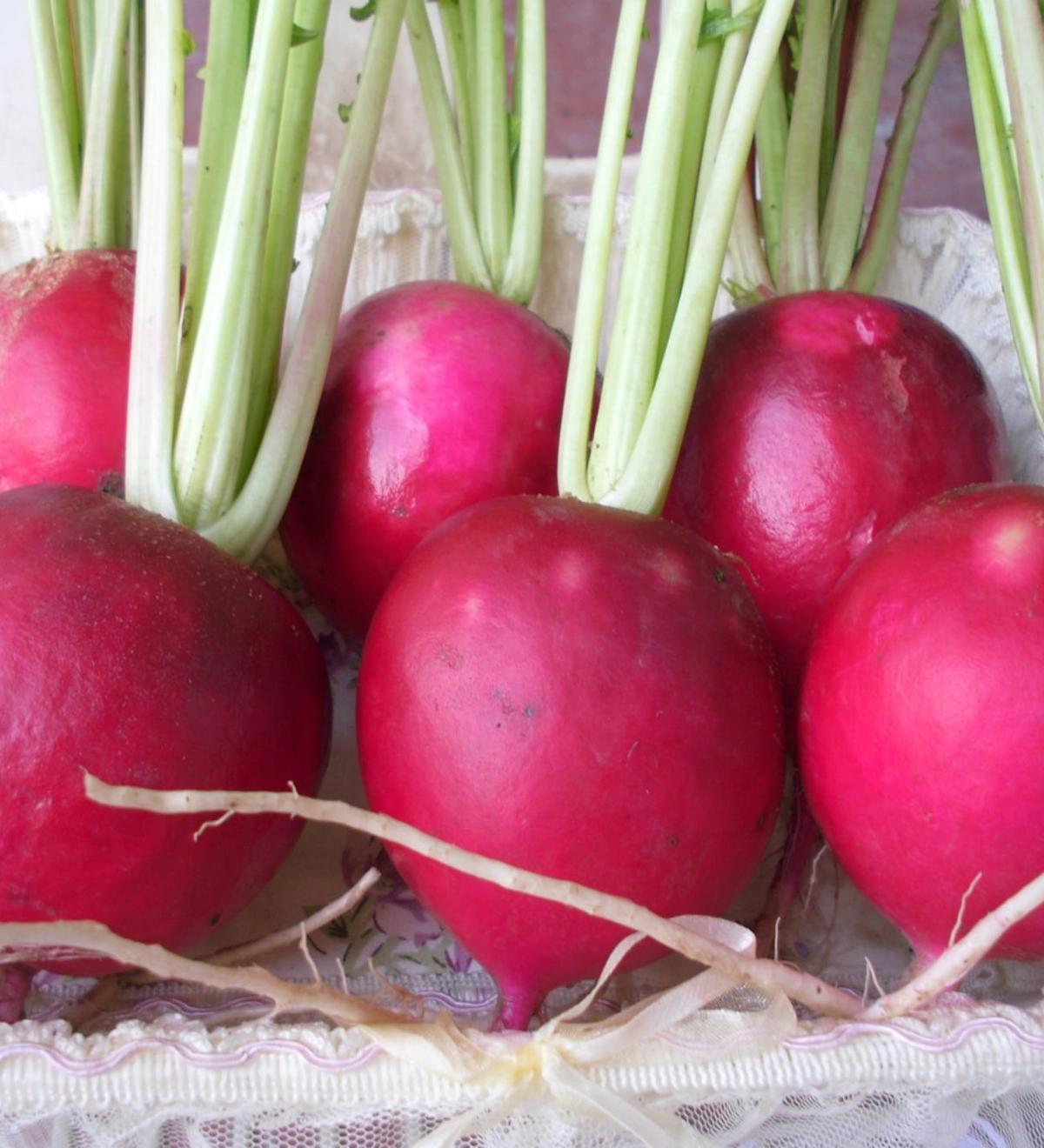 Çoker Kırmızı Turp Tohumu 10gr