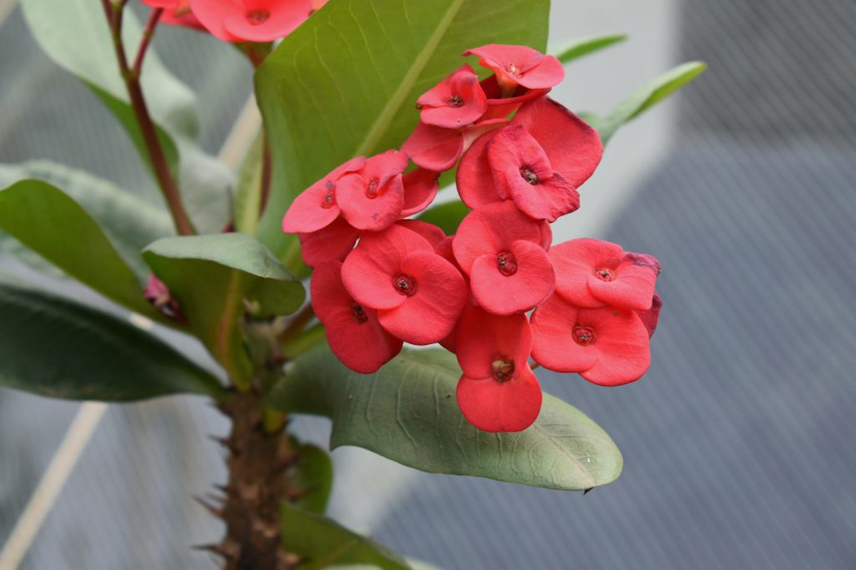 Saksılı Kırmızı Dikenler Tacı Japon İğnesi Euphorbia Milii 5-15 Cm  