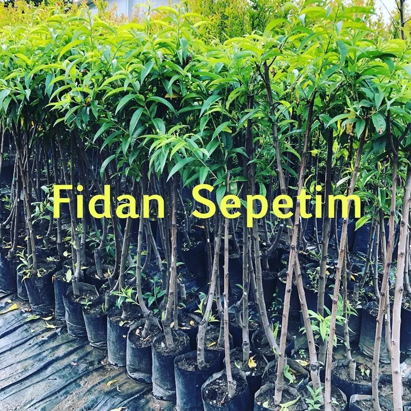 3-Yas-Amiga-Nektarin-Fidani_2.jpg