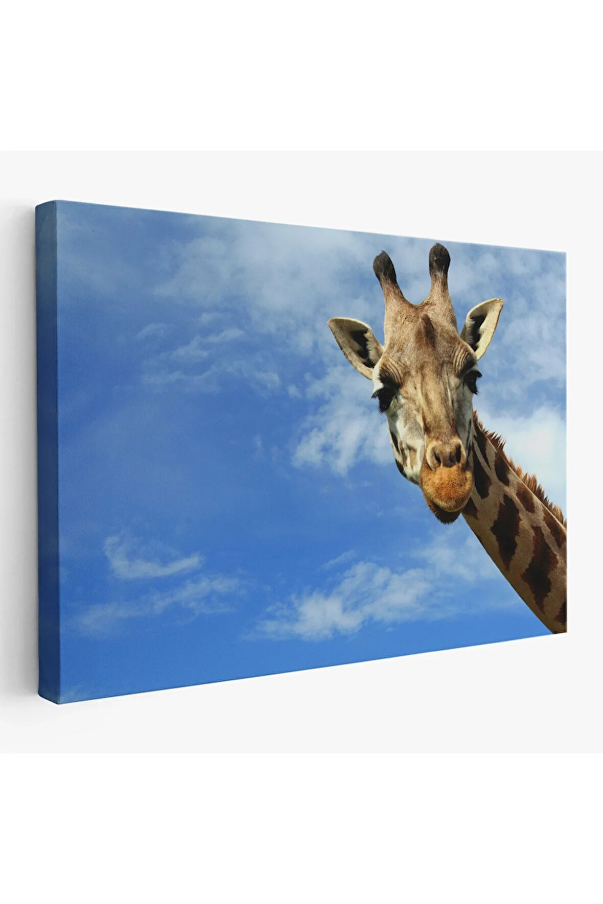 Zürafa Dekoratif Kanvas Tablo 1116