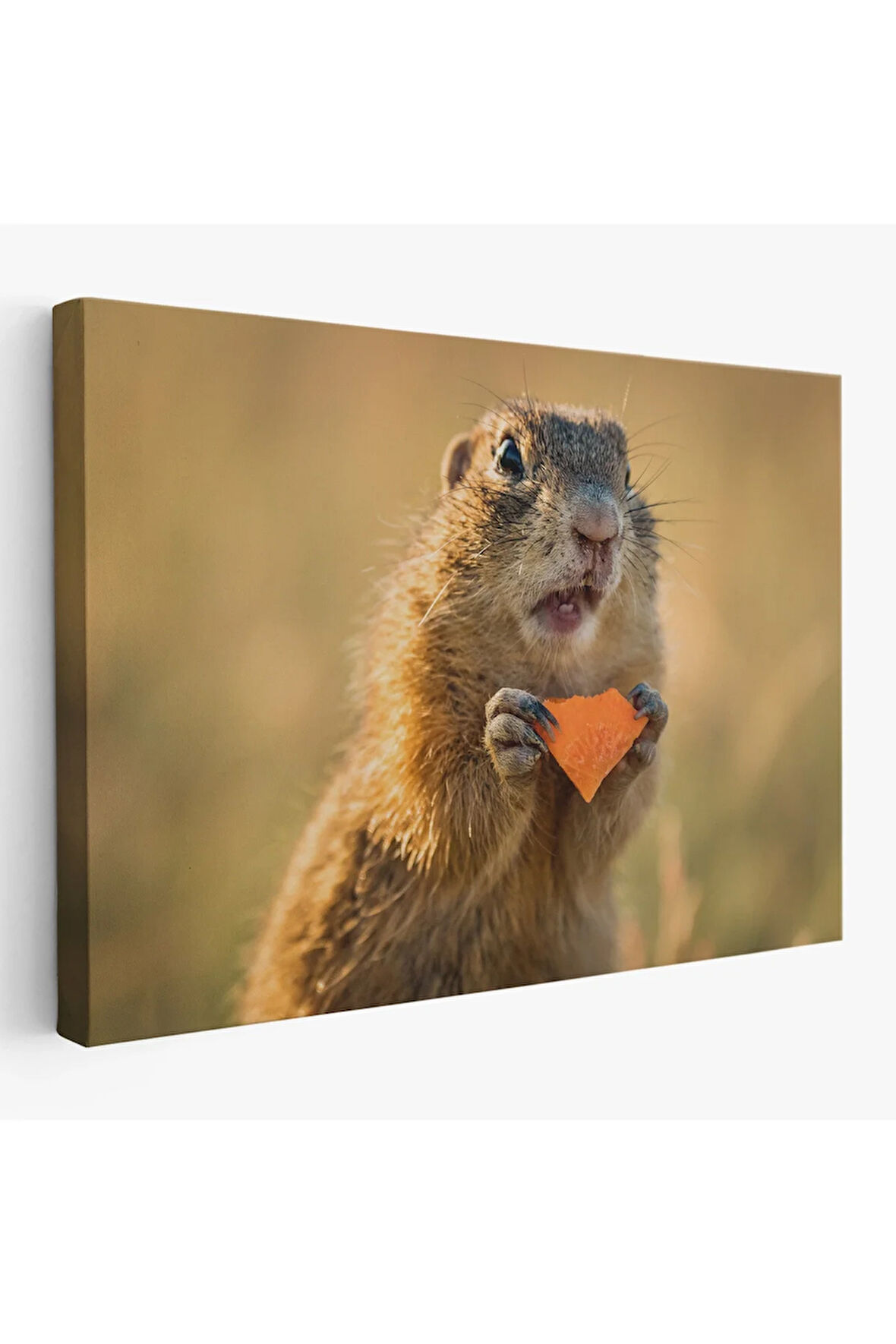 Şaşkın Sincap Dekoratif Kanvas Tablo 1158