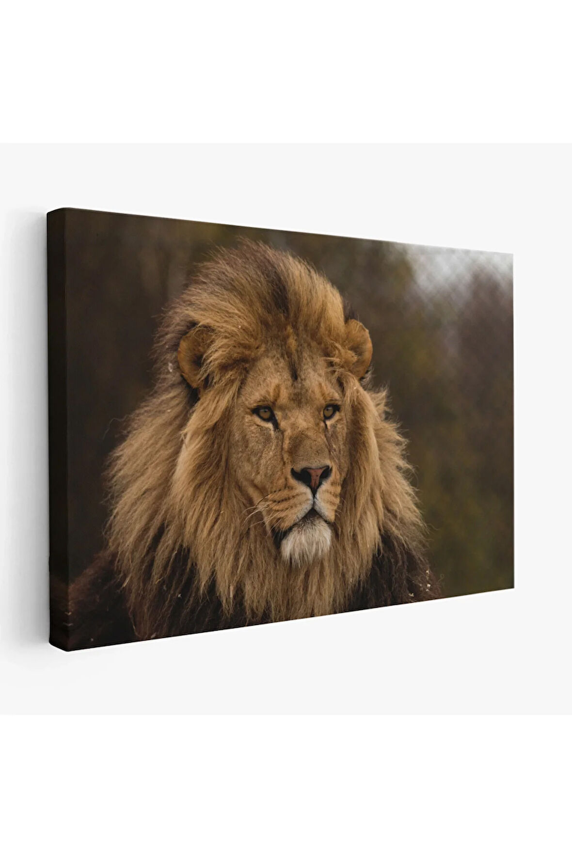 Aslan Dekoratif Kanvas Tablo 1159