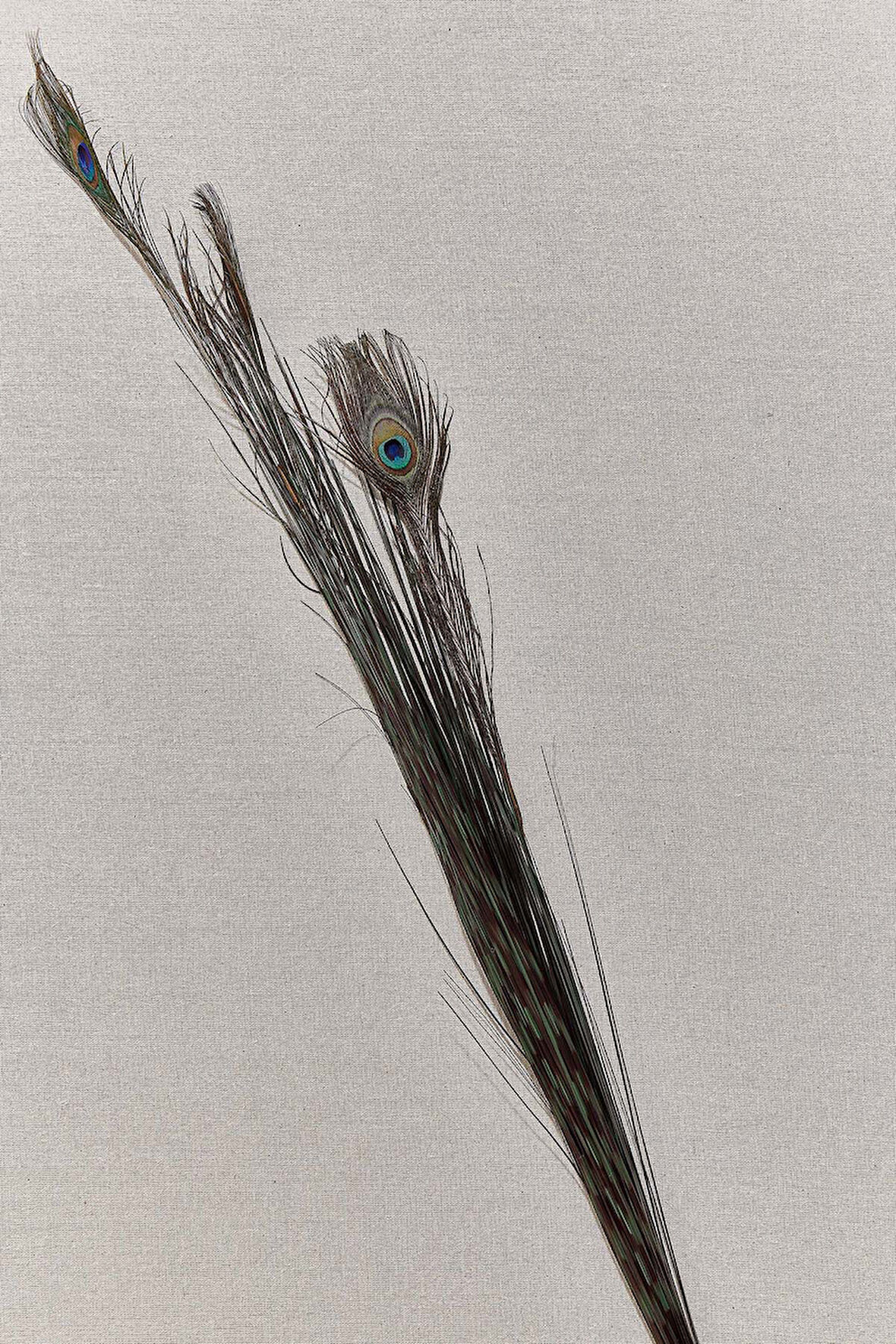 Peacock 136 cm