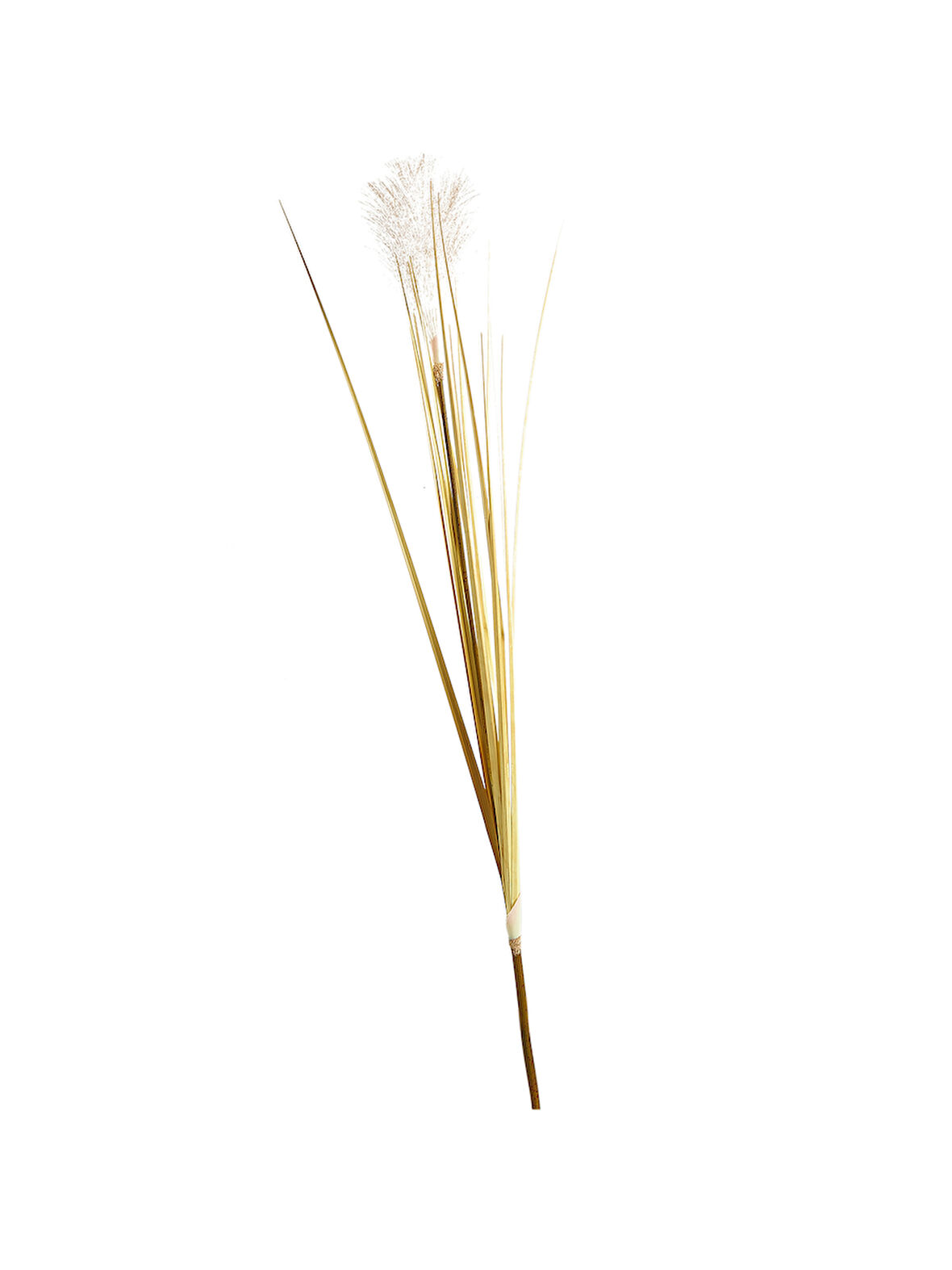 Bulrush 119 cm Krem