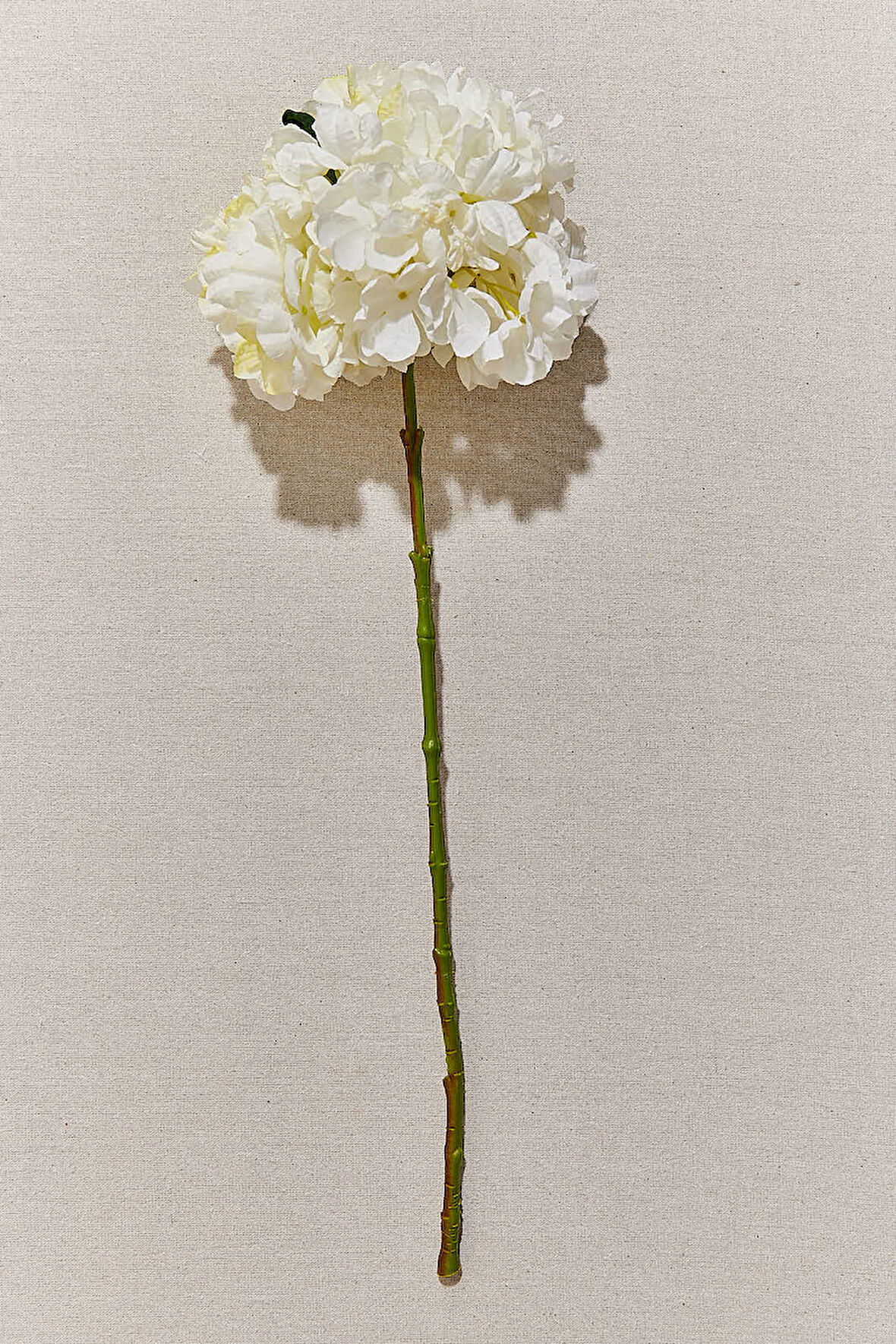 Ortanca 60 cm Beyaz