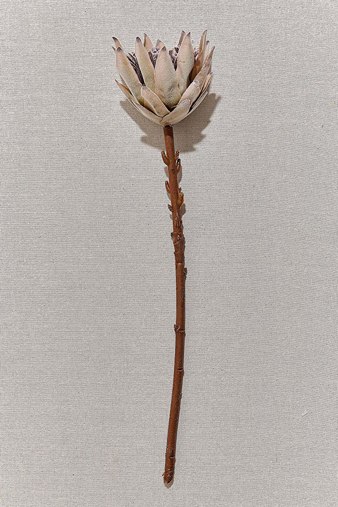 Protea 50 cm Yeşil