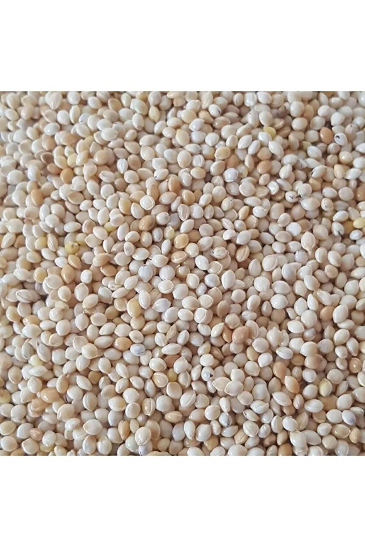 Muhabbet Kuşu Yemi Sade Ak Darı 25 Kg 
