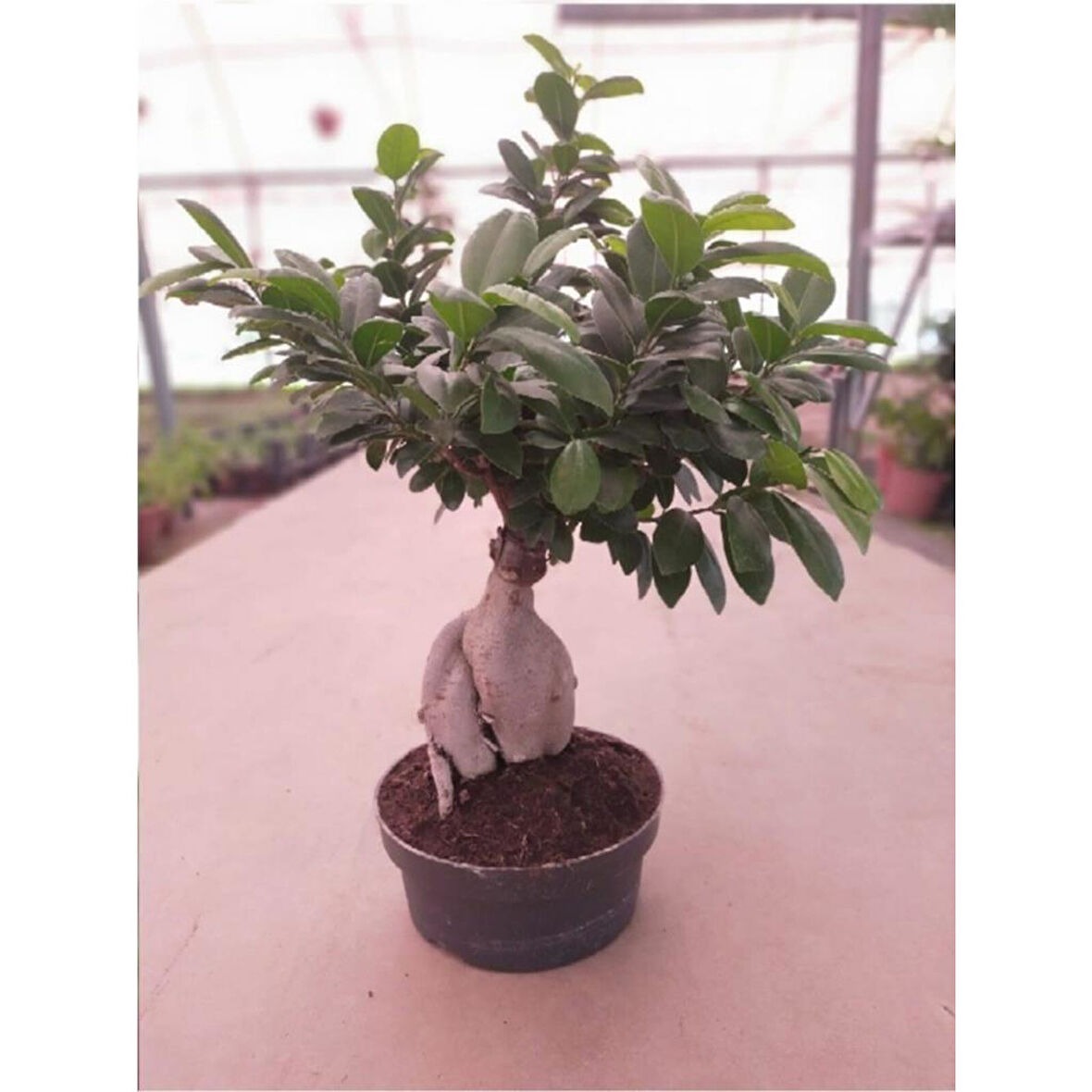 Ficus Bonsai Ağacı Medium (Ficus Microcarpa Ginseng) 10-20 cm