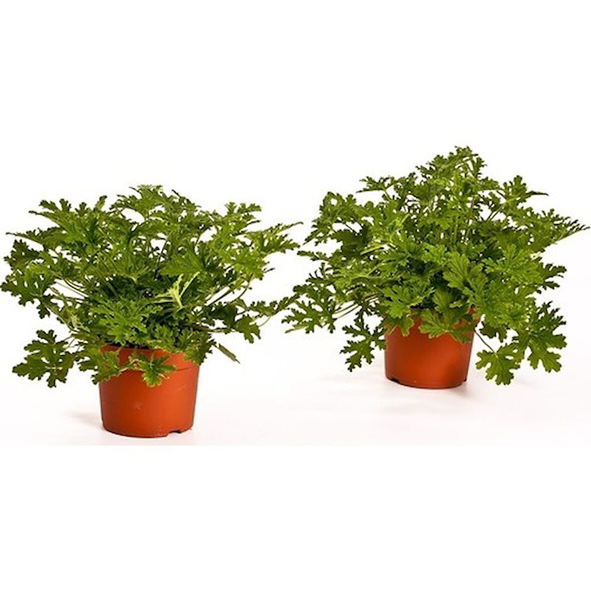 Itır Bitkisi Saksıda 2 Adet Pelargonium Graveolens