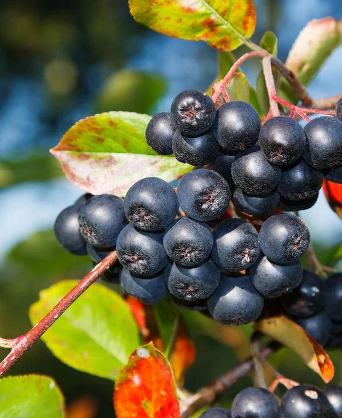 Viking Aronya (Aronia melanocarpa) Fidanı - 2 Yaş, Kolay Bakımlı ve Verimli