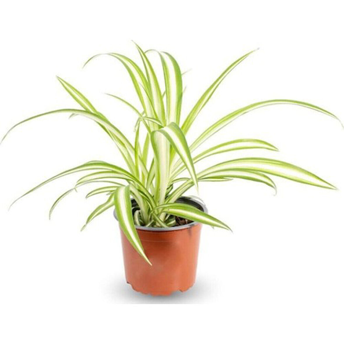 Kurdele Çiçeği Chlorophytum Comosum Variegatum 10-20 cm