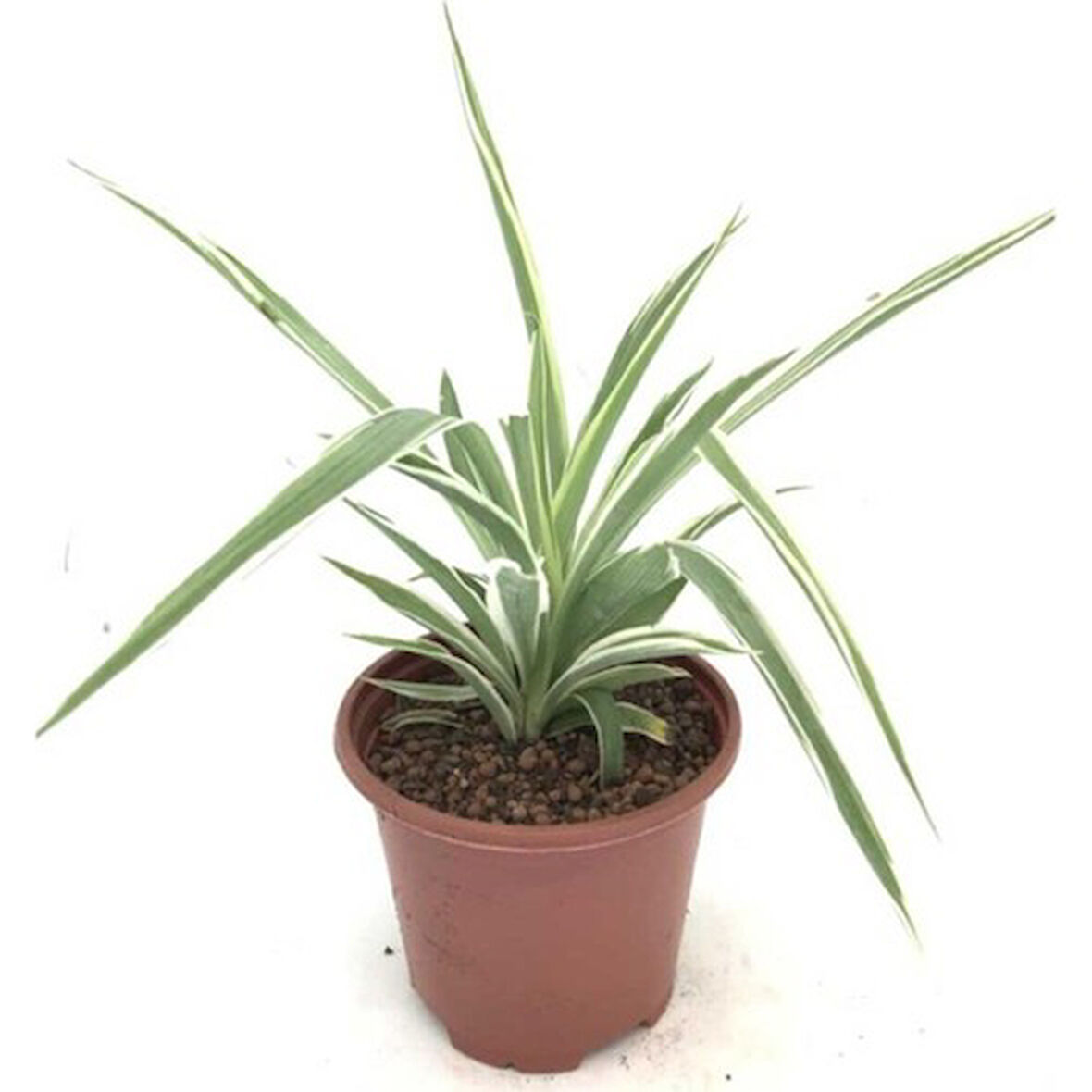 Hava Temizleyici Kurdele Çiçeği Fidanı 15-25 cm