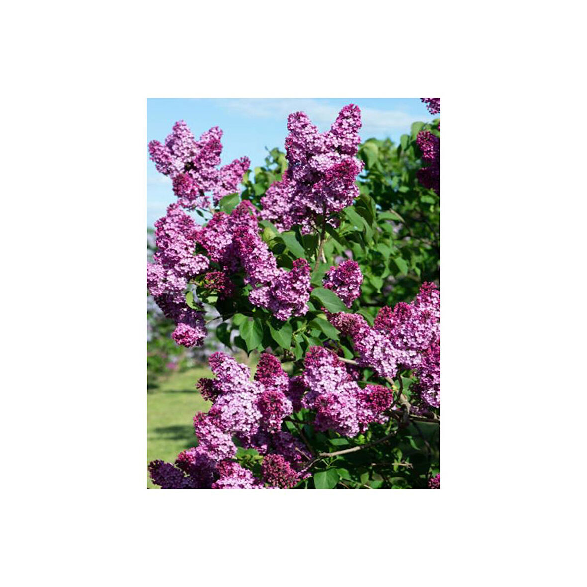 Bahar Çiçeği Leylak Fidanı (Syringa Chinensis) 40-50 cm 