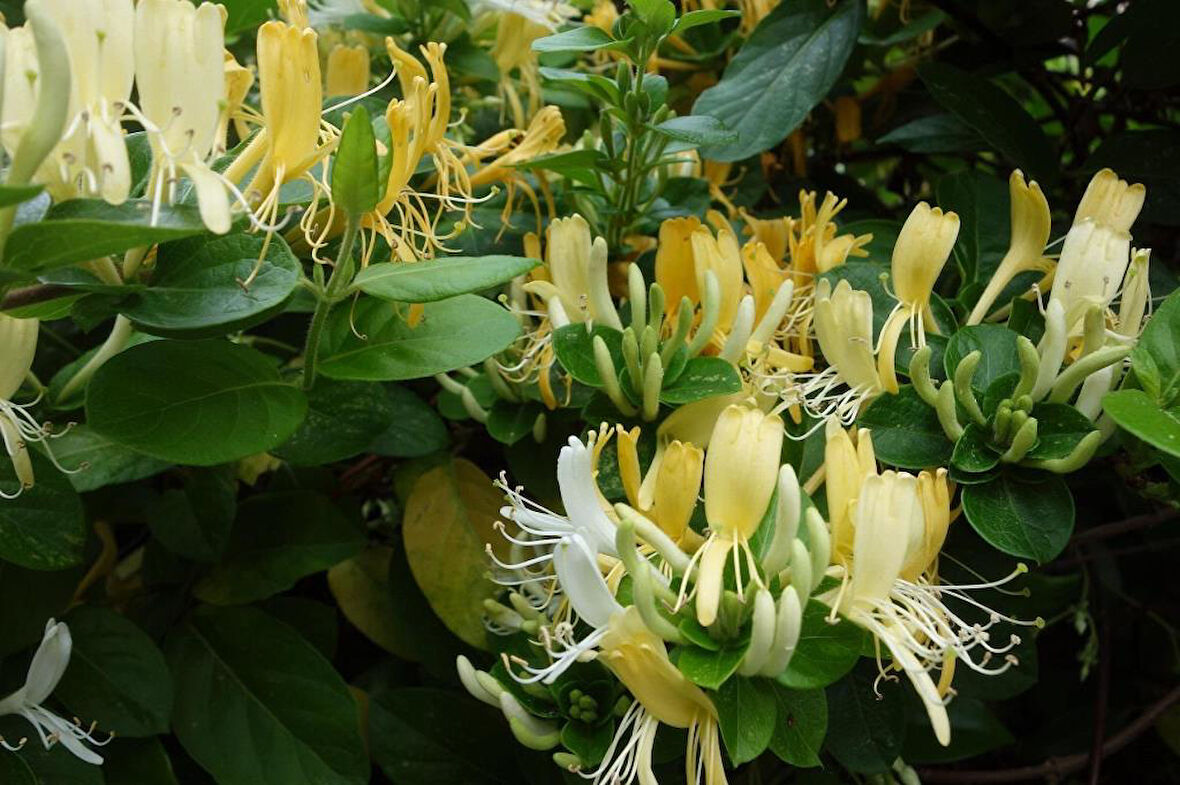 Caprifolium Lonicera Hanımeli Fidanı 10-20 cm