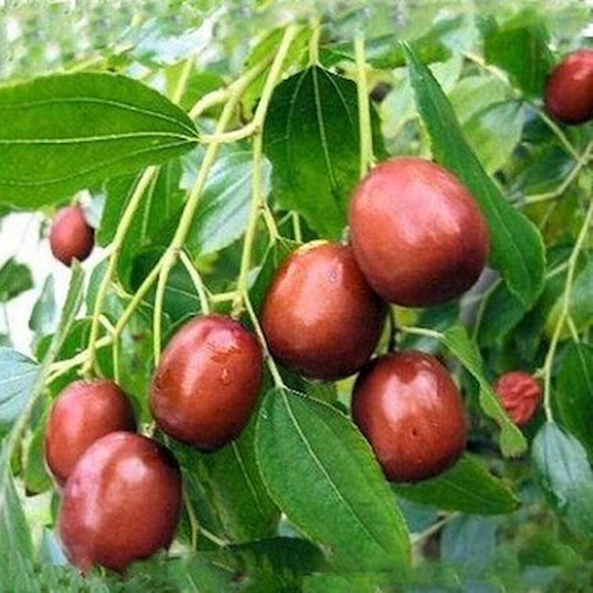 Geleneksel Hünnap Fidanı Açık Kök 40-80 cm