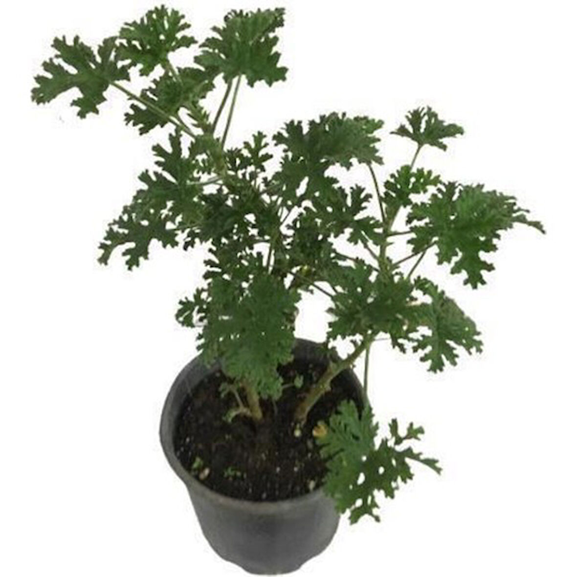 Üretim Saksılı Itır Çiçeği 2 Adet 15-25 cm