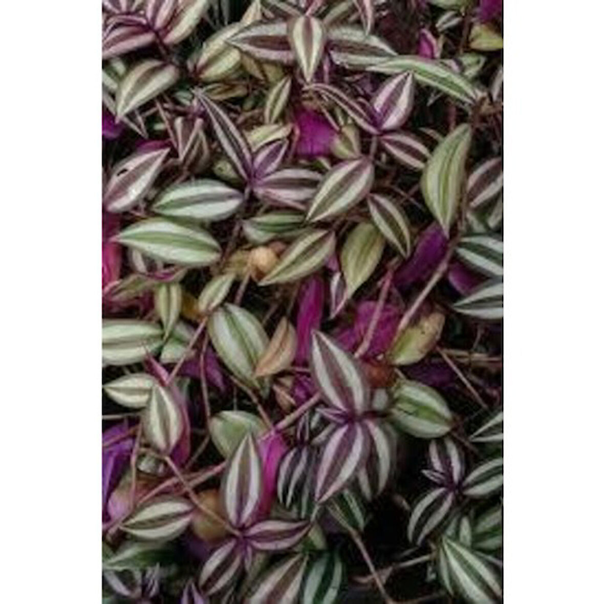 Zebrina Telgraf Çiçeği Fidanı Tradescantia 10-20 cm 