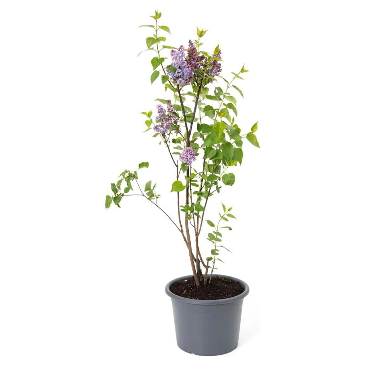 Bahçe Bitkisi Leylak Fidanı Çiçeği Kokulu 30-50 cm 