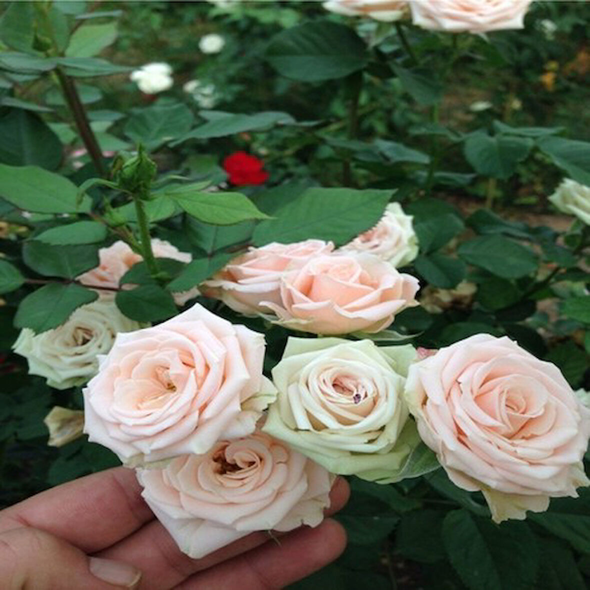 Nurbanu Sultan Gül Fidanı Krem Beyazı Yediveren Sarmaşık 10-20 cm