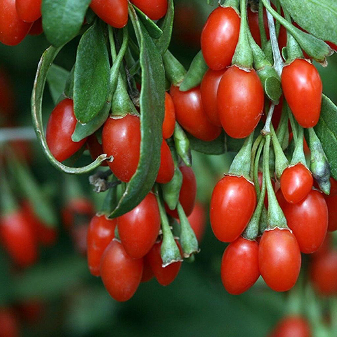 Goji Berry Meyve Fidanı Açık Kök 40-80 cm