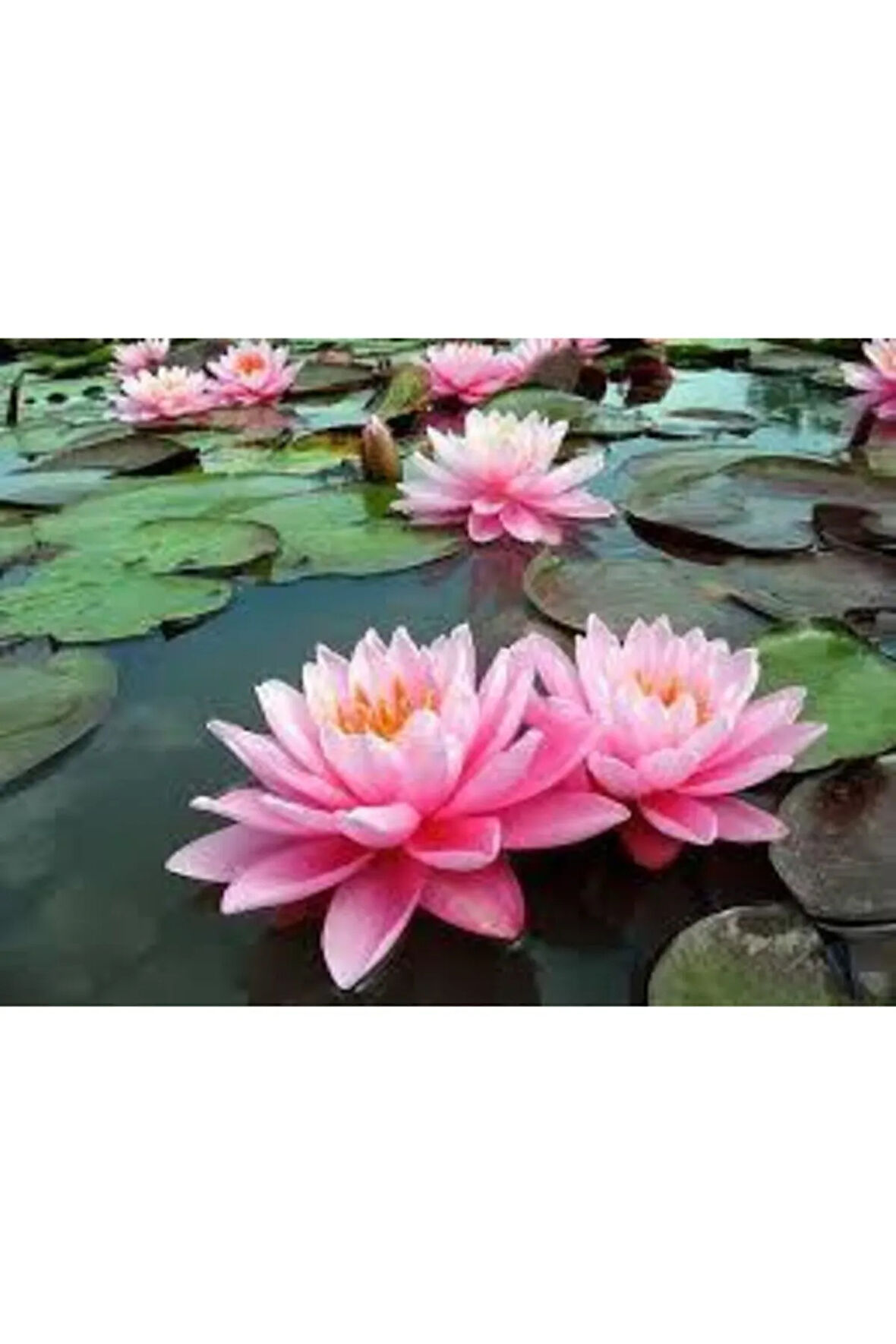 2 Adet Tohum Nadir Bulunan Pembe Lotus Çiçeği Tohumu Lotus Su Çiçeği Tohumu Nilüfer Çiçeği Tohumu