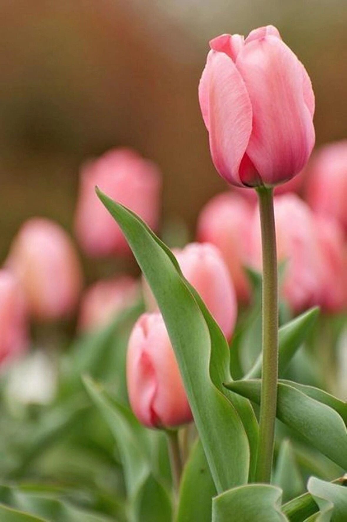 Pembe Lale Soğanı " Van Eijk" 5 Adet