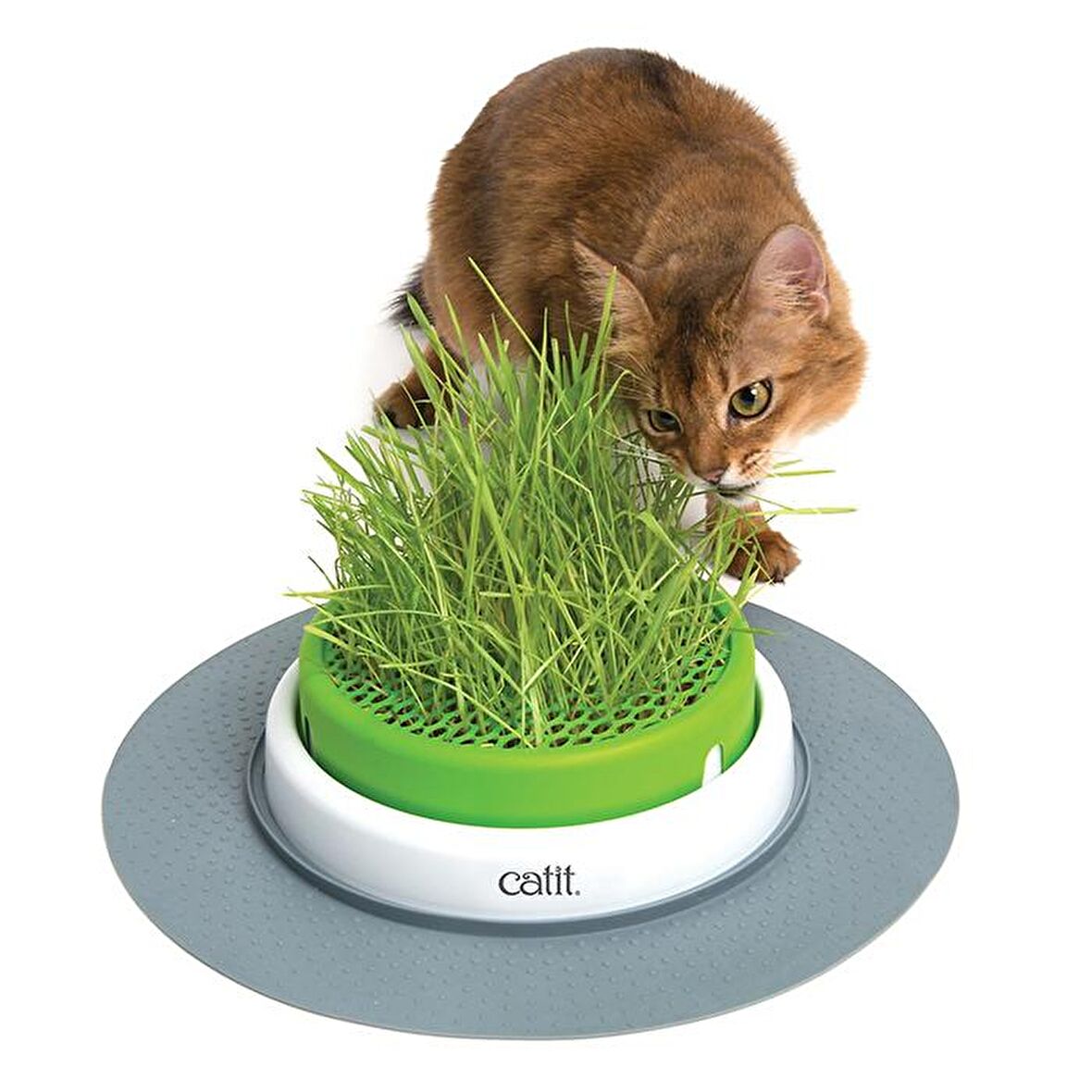 Catit Senses 2.0 Grass Planter Kedi Çimi Seti