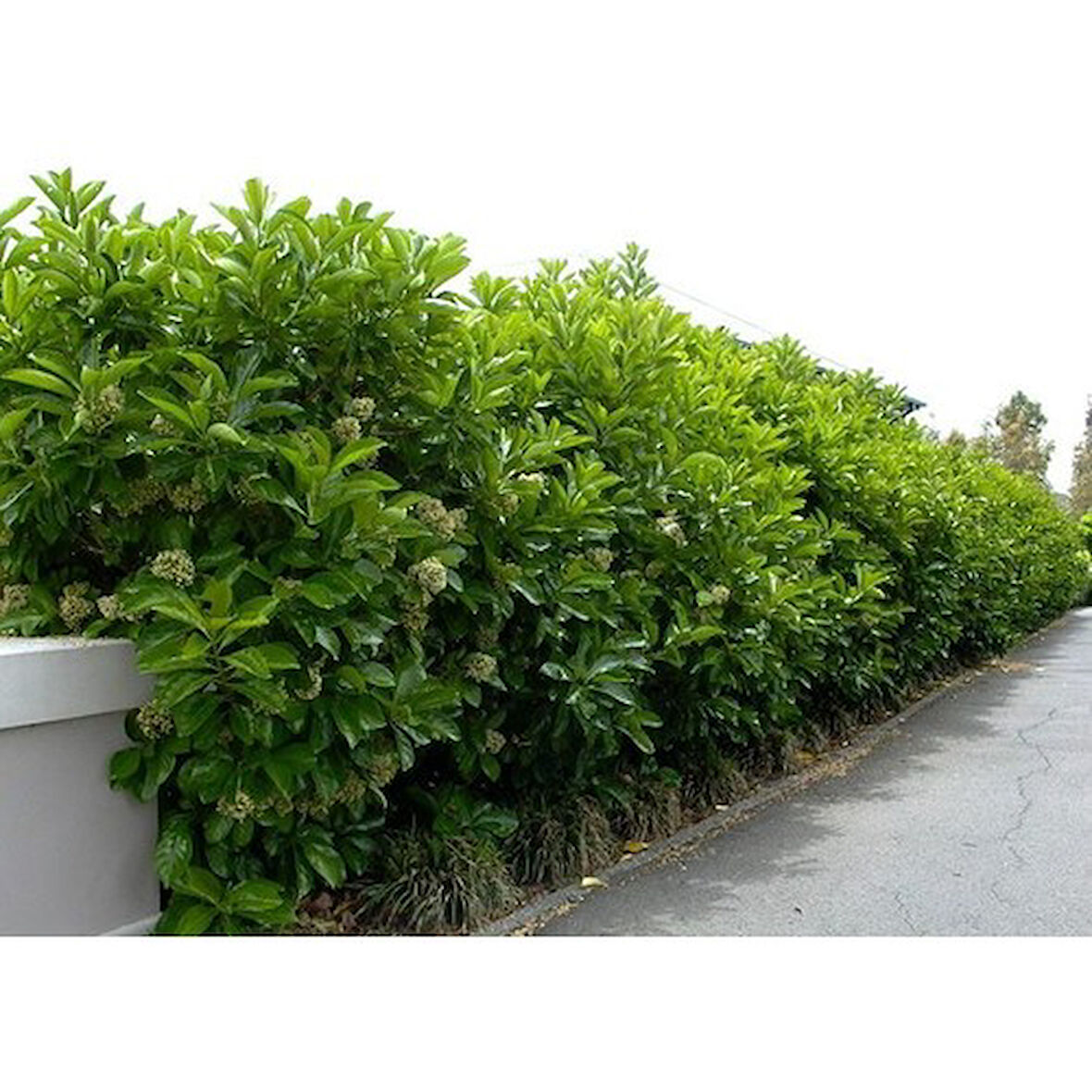 Lisudum Kartopu Çiçeği Fidanı Saksılı 40-60 cm